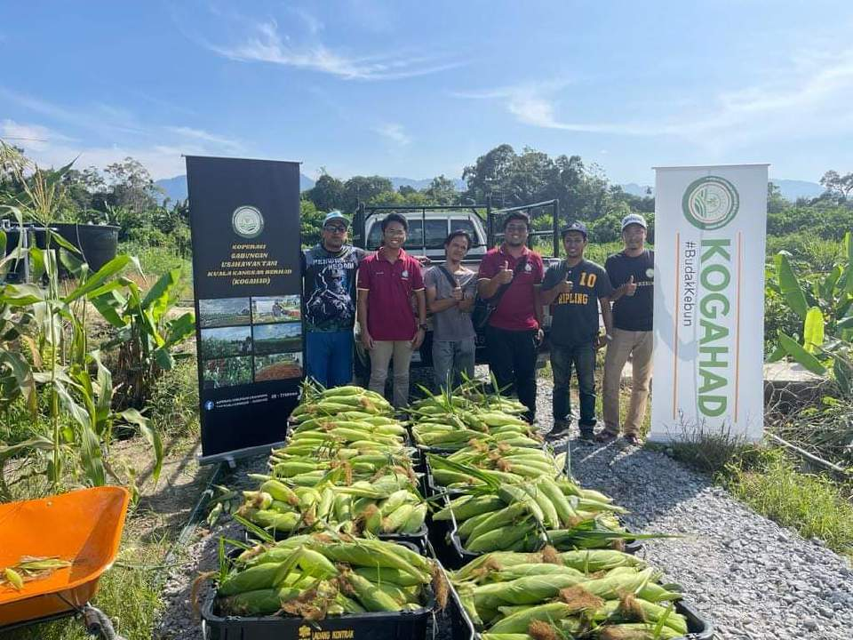 Jagung manis jana hasil lumayan